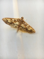 Micromartinia