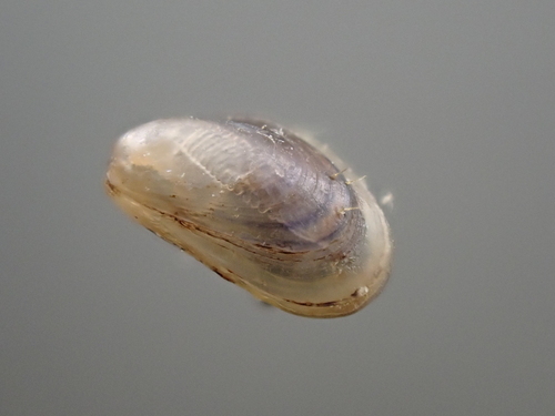 Bean Horse-mussel