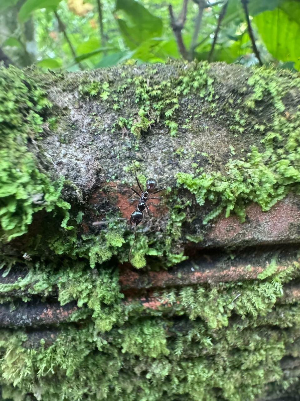 Megalomyrmex timbira