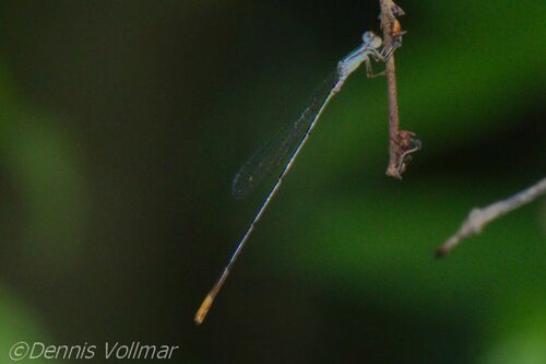 Lucifer Swampdamsel photo 4