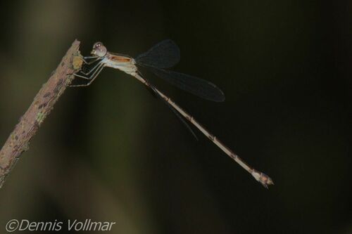 Blue-striped Spreadwing photo 5