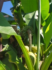 Musa basjoo