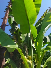 Musa basjoo