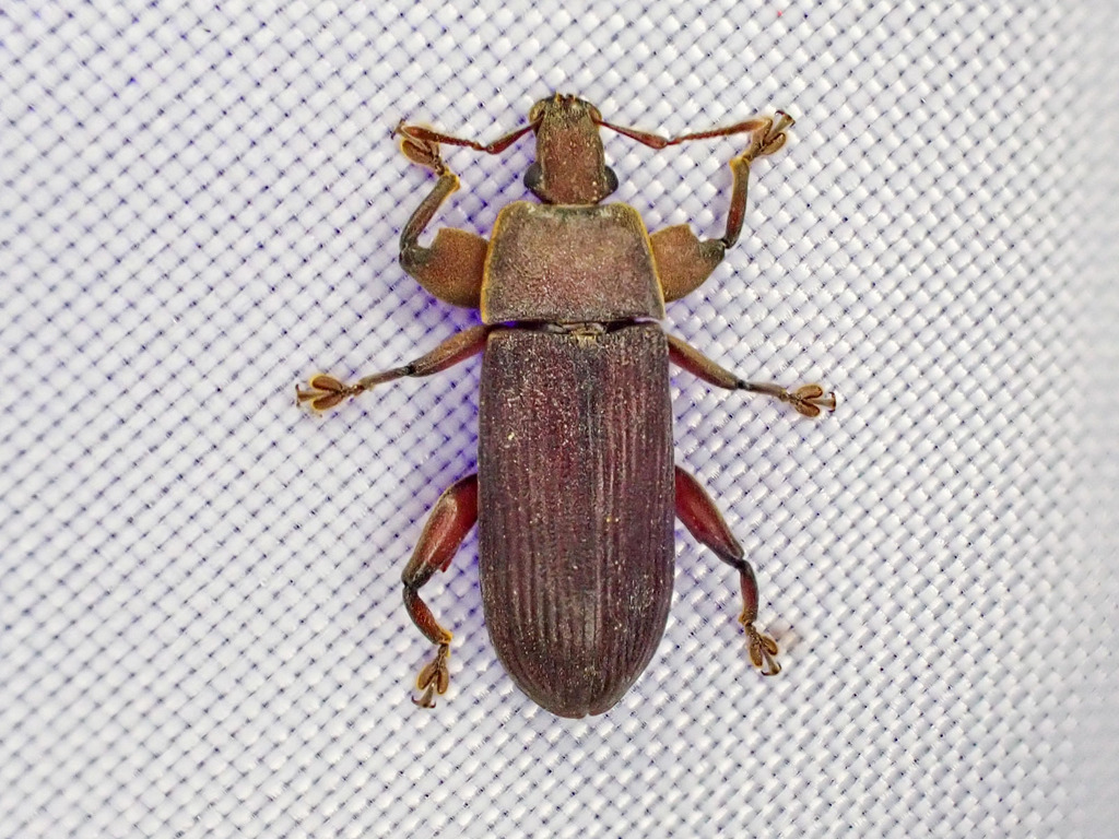 Ulomascini