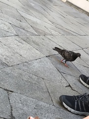 Columba livia domestica