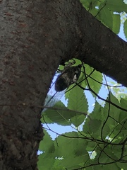 Hyalessa maculaticollis