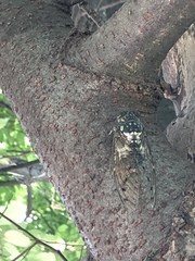 Hyalessa maculaticollis