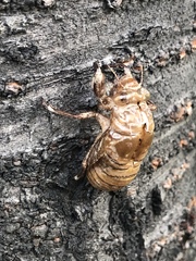 Hyalessa maculaticollis