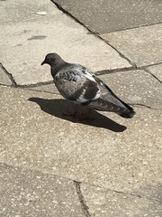 Columba livia domestica