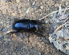 Serrognathus titanus castanicolor