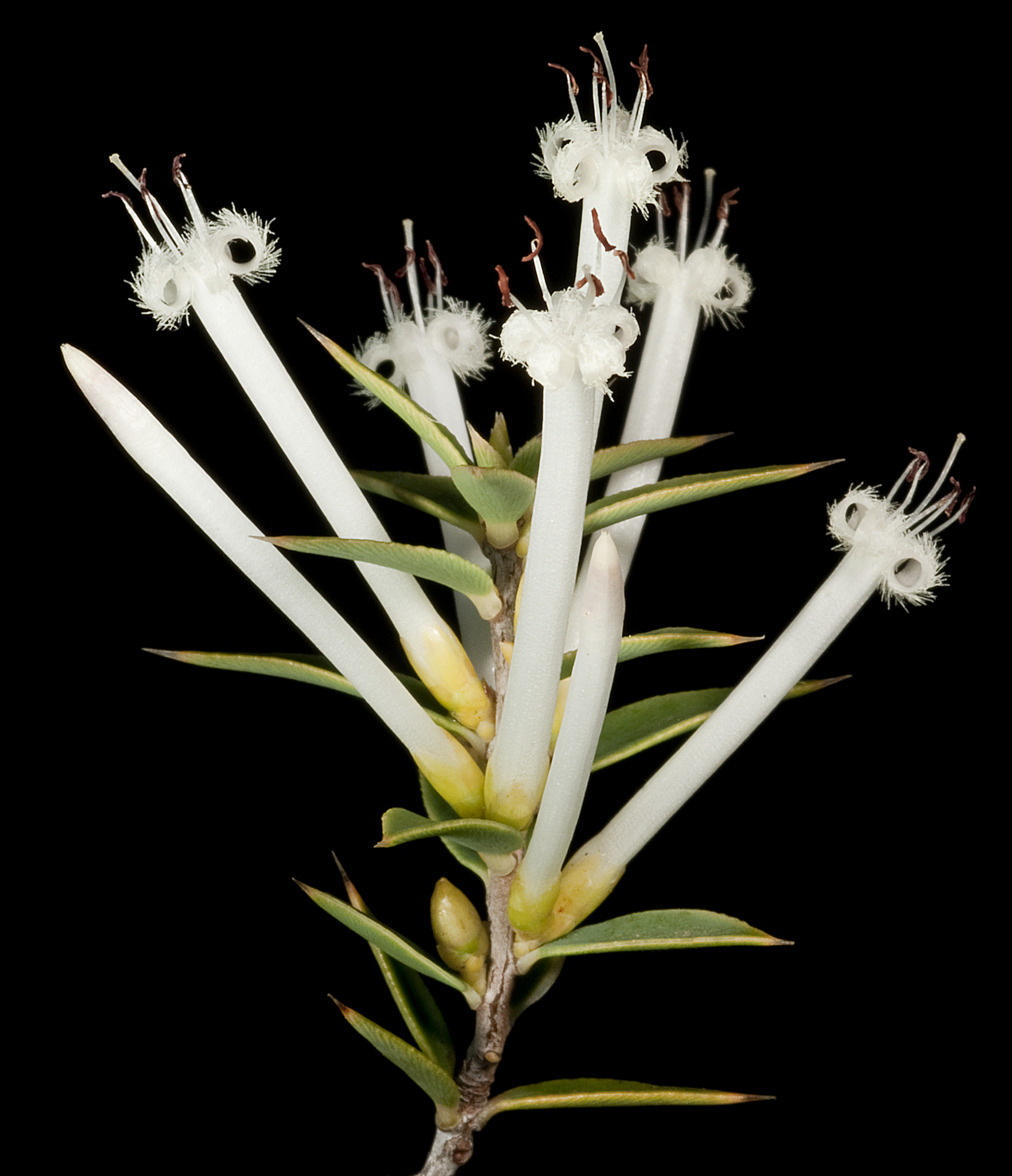 Styphelia