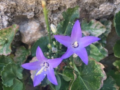 Campanula garganica