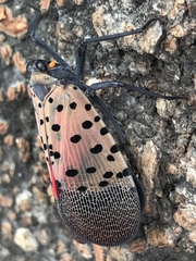 Lycorma delicatula