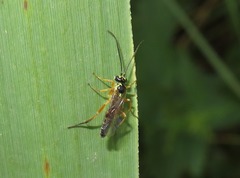 Syrphoctonus tarsatorius
