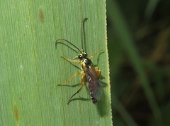 Syrphoctonus tarsatorius
