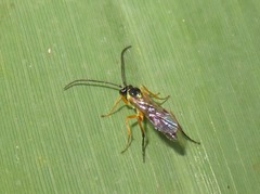 Syrphoctonus tarsatorius