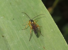 Syrphoctonus tarsatorius