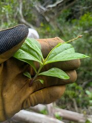 Talinum fruticosum