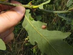 Macrodiplosis pustularis