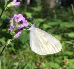 Dismorphiinae