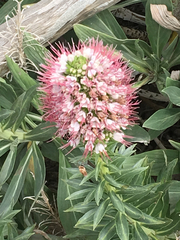 Echium portosanctense