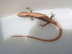 Elgaria multicarinata