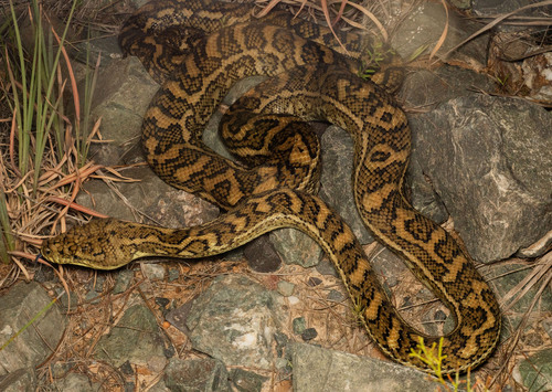 Coastal Carpet Python sighting