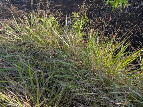 Paspalum scrobiculatum observed 2025-02-10