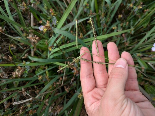 Paspalum scrobiculatum observed 2025-02-10
