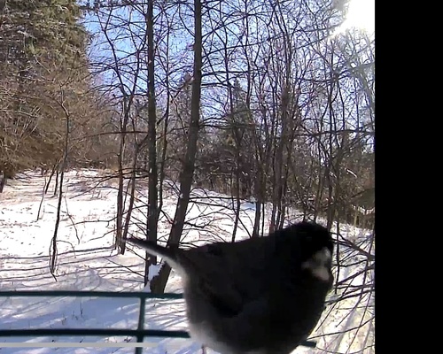 Slate-colored Junco photographed in Wisconsin