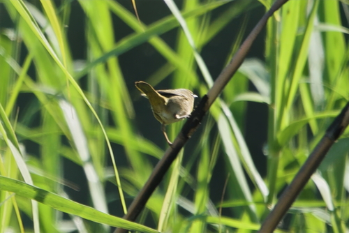 Belding's Yellowthroat (Geothlypis beldingi)