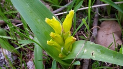 Lachenalia reflexa