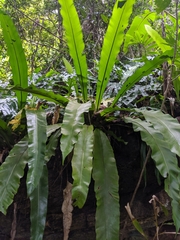 Thamnopteris