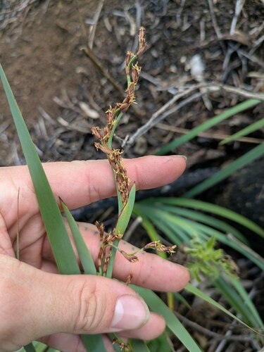 Machaerina mariscoides observed 2025-02-10