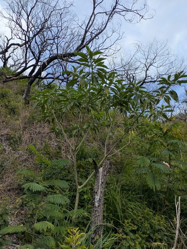 Solanum mauritianum observed 2025-02-10
