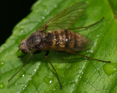 Chrysopilus proximus
