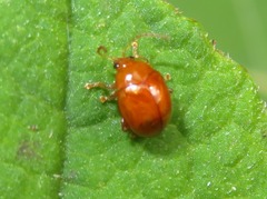 Sphaeroderma testaceum