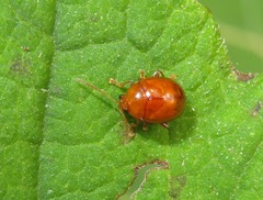 Sphaeroderma testaceum