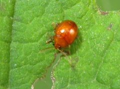 Sphaeroderma testaceum