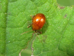 Sphaeroderma testaceum
