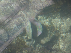 Pteriidae