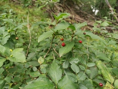 Lonicera alpigena