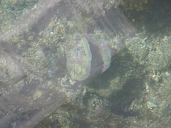 Pteriidae