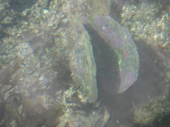 Pteriidae