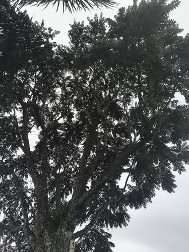 Foto de Cedro-rosa