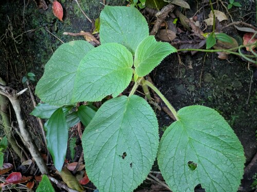 Cyrtandra cordifolia, 2025-02-12