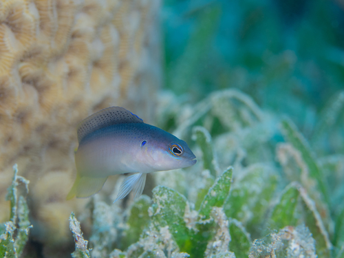 Pseudochromis pesi observed 2024-06-29