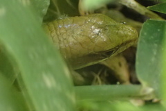 Elgaria multicarinata