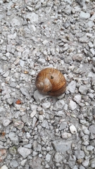 Helix pomatia