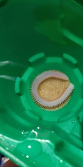 Phyllodocida